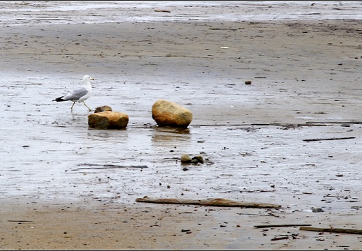 Oiseau à Saguenay (1729 visites) Oiseau à Saguenay