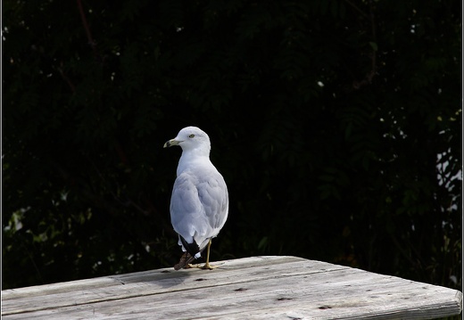 Oiseau à la Malbaire #01 (1830 visites) Oiseau à la Malbaire #01