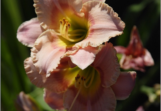 Macro #05 (1308 visites) Macro #05