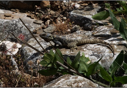 L'iguane (1861 visites) L'iguane