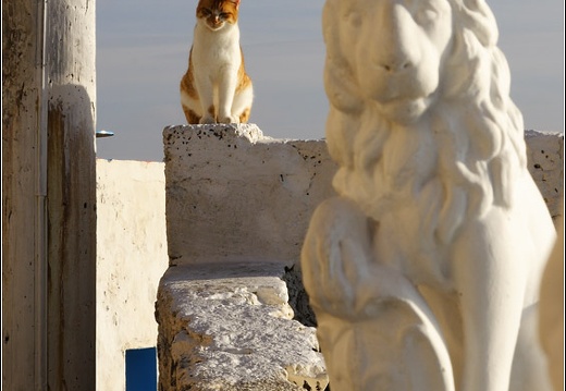 Santorin, Fira #31 (2012 visites) Felins. Santorin, Fira #31