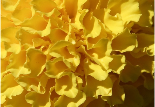 Fleur jaune (1397 visites) Fleur jaune