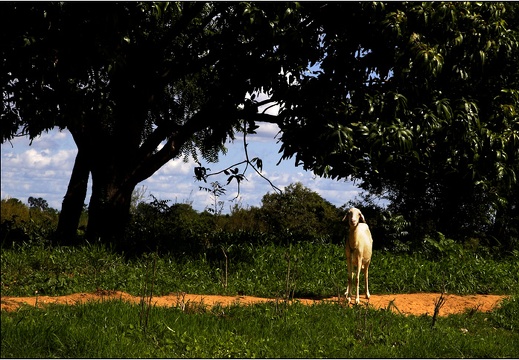 Bamako, île sur le Niger #10 (2677 visites) Bamako, île sur le Niger #10