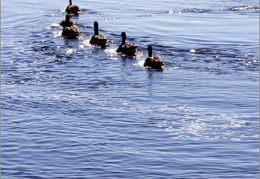 Ottawa #15 (2777 visites) Ottawa #15