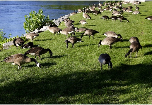 Ottawa #21 (2224 visites) Ottawa #21